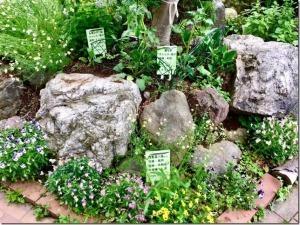 大きな石が置いてあり、小さな花が咲くハーブの植えてある花壇の写真